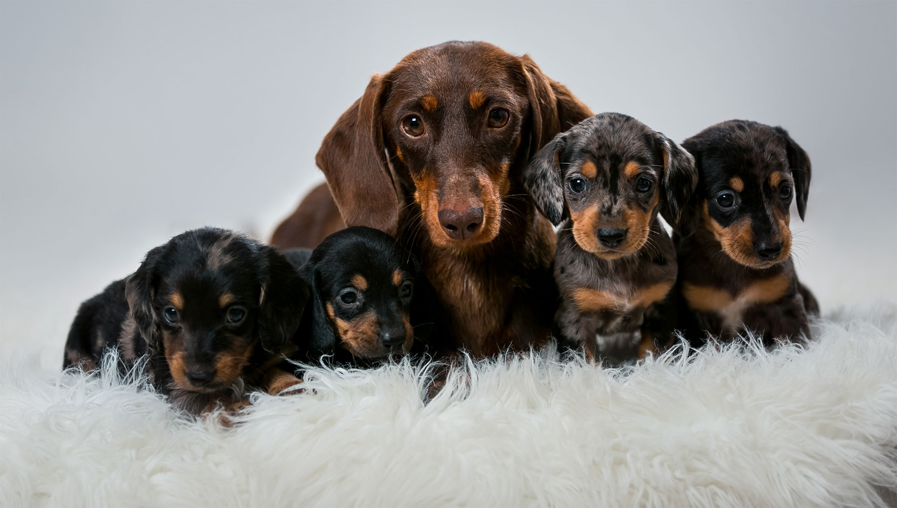 Dog Pregnancy - Park Veterinary Hospital