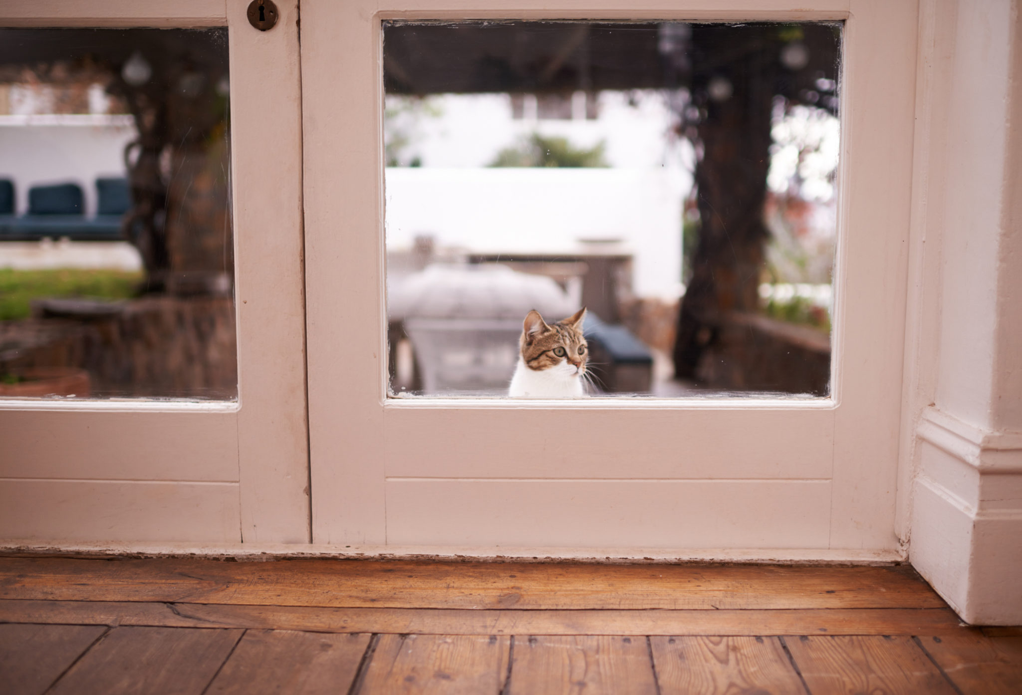 The Difference Between Indoor Vs. Outdoor Cats Park Veterinary Hospital