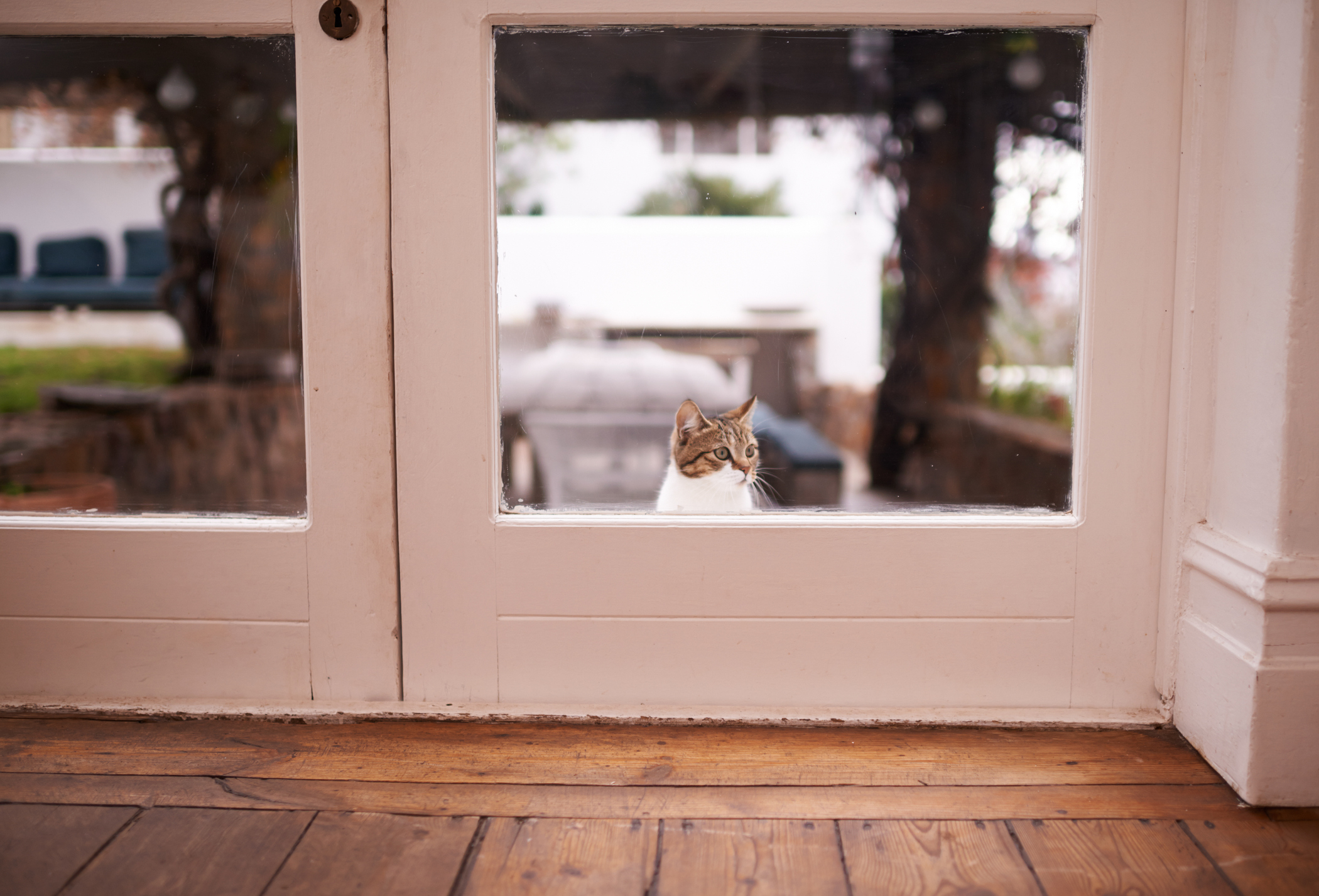 Indoor Cats vs. Outdoor Cats