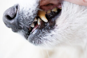 dog periodontal disease in Fort Lauderdale, FL