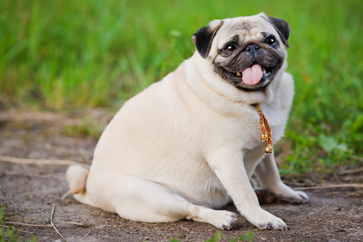 How to Help Your Dog Lose Weight Park Veterinary Hospital