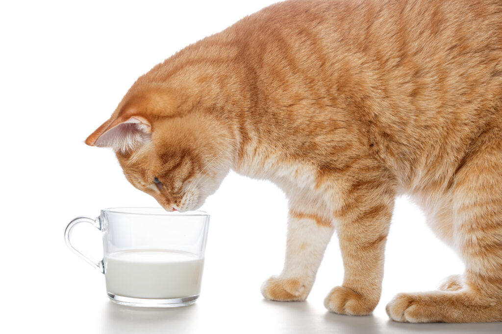 cat drinking milk in fort lauderdale florida