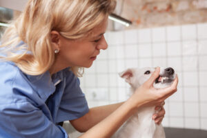 vet-checking-dog's-teeth-at-clinic