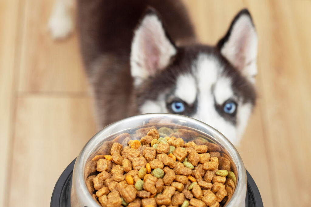 when to switch puppy to dog food in fort lauderdale florida