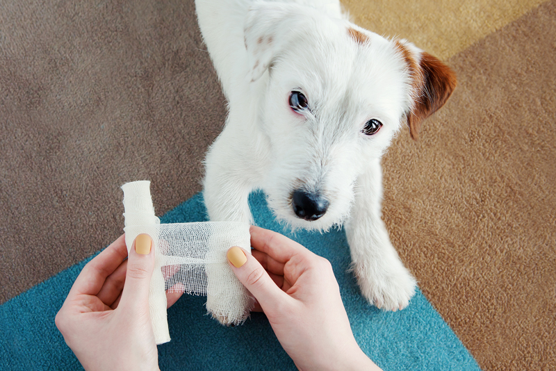 dog with bandage
