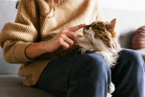 cat-sitting-between-owner's-legs