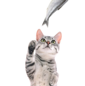 cat-reaching-for-raw-fish