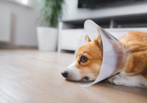 dog-wearing-a-cone-laying-on-the-floor