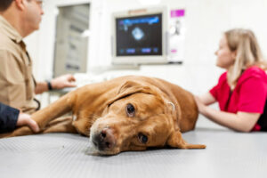 dog-laying-on-exam-table-while-vet-performs-ultrasound