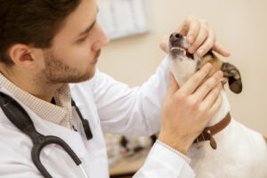 male-vet-examining-dog's-teeth