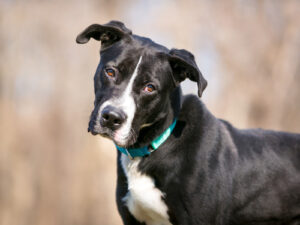 mixed-breed-black-and-white-dog-tilting-his-head