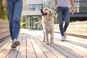 couple-walking-with-cute-labrador-retriever-dog-on-sunny-day