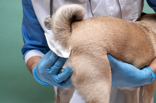 veterinarian-cleaning-anal-glands-of-pug-dog-at-clinic