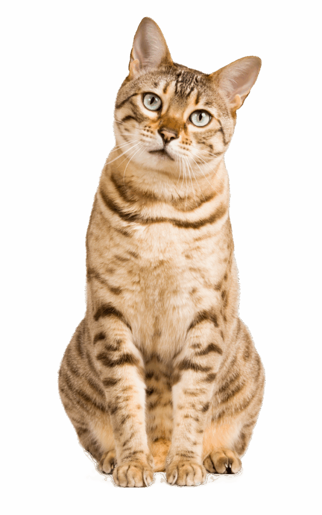 brown tabby cat sitting with its head tilted to the side