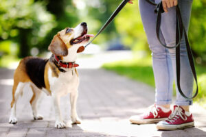 beagle dog looking up at owner while on a leashed walk at the park