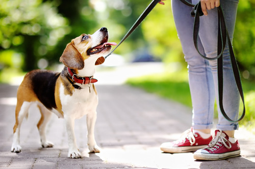 beagle dog looking up at owner while on a leashed walk at the park