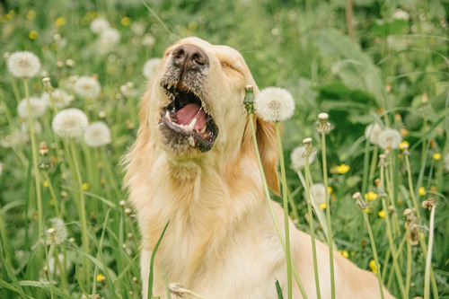 golden retriever about to sneeze in a field of dandelions