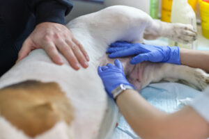 veterinarian examines an incision site on a dog's belly after surgery