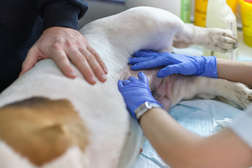 veterinarian examines an incision site on a dog's belly after surgery