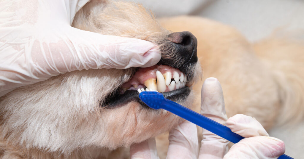 close up of vet brushing dog's teeth