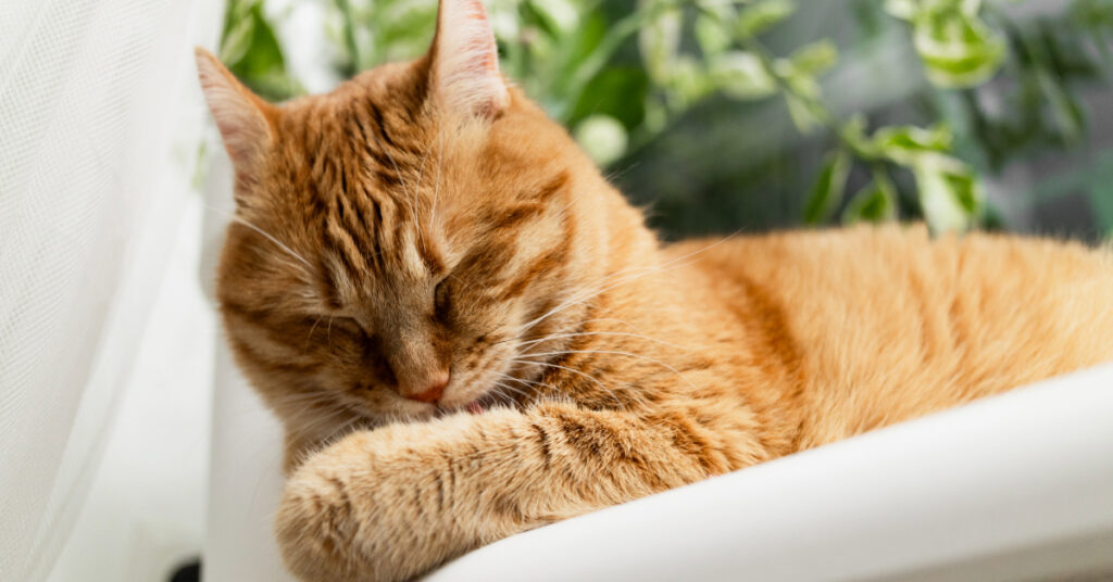 orange cat grooming itself at home