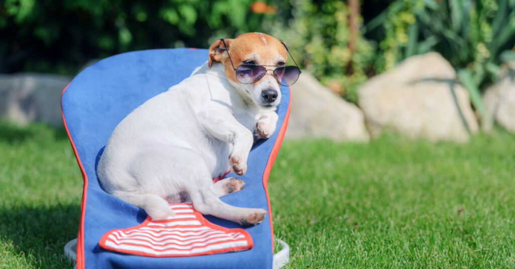 jack russell terrier dog laying on a deck chair in the sun wearing sunglasses