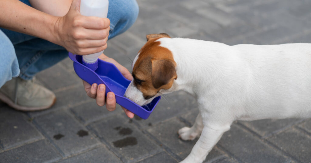 jack russell terrier drinking from a portable water bowl