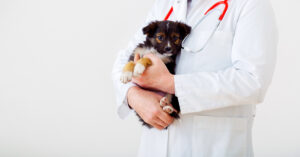 vet holding small puppy in their arms